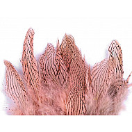 Pene decorative de fazan, lungime 5 - 11 cm (pachet 20 buc.) - roz pudrat