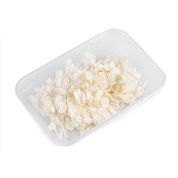 Dried / preserved hydrangeas for floral arrangements - Creamy light (1 Box)
