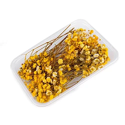 Dried / preserved baby's breath for floral arrangements - Yellow (1 Box)
