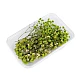 Dried / preserved baby's breath for floral arrangements - Ivory (1 Box)