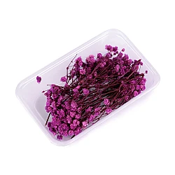 Dried / preserved baby's breath for floral arrangements - Pink (1 Box)