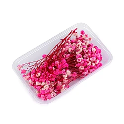 Dried / preserved baby's breath for floral arrangements - Light pink (1 Box)