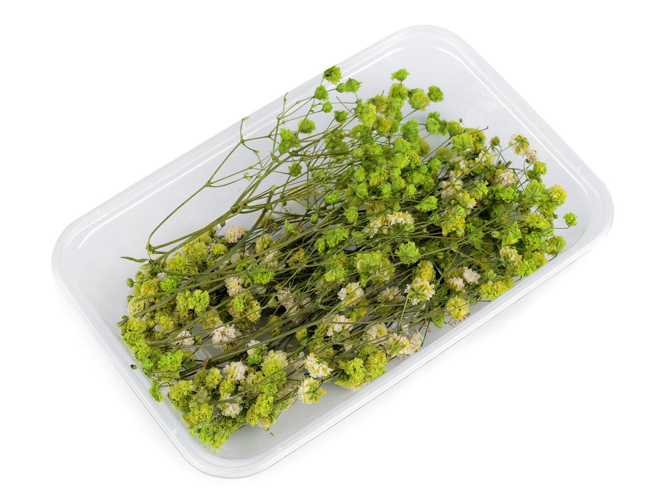 Dried / preserved baby's breath for floral arrangements - Ivory (1 Box)