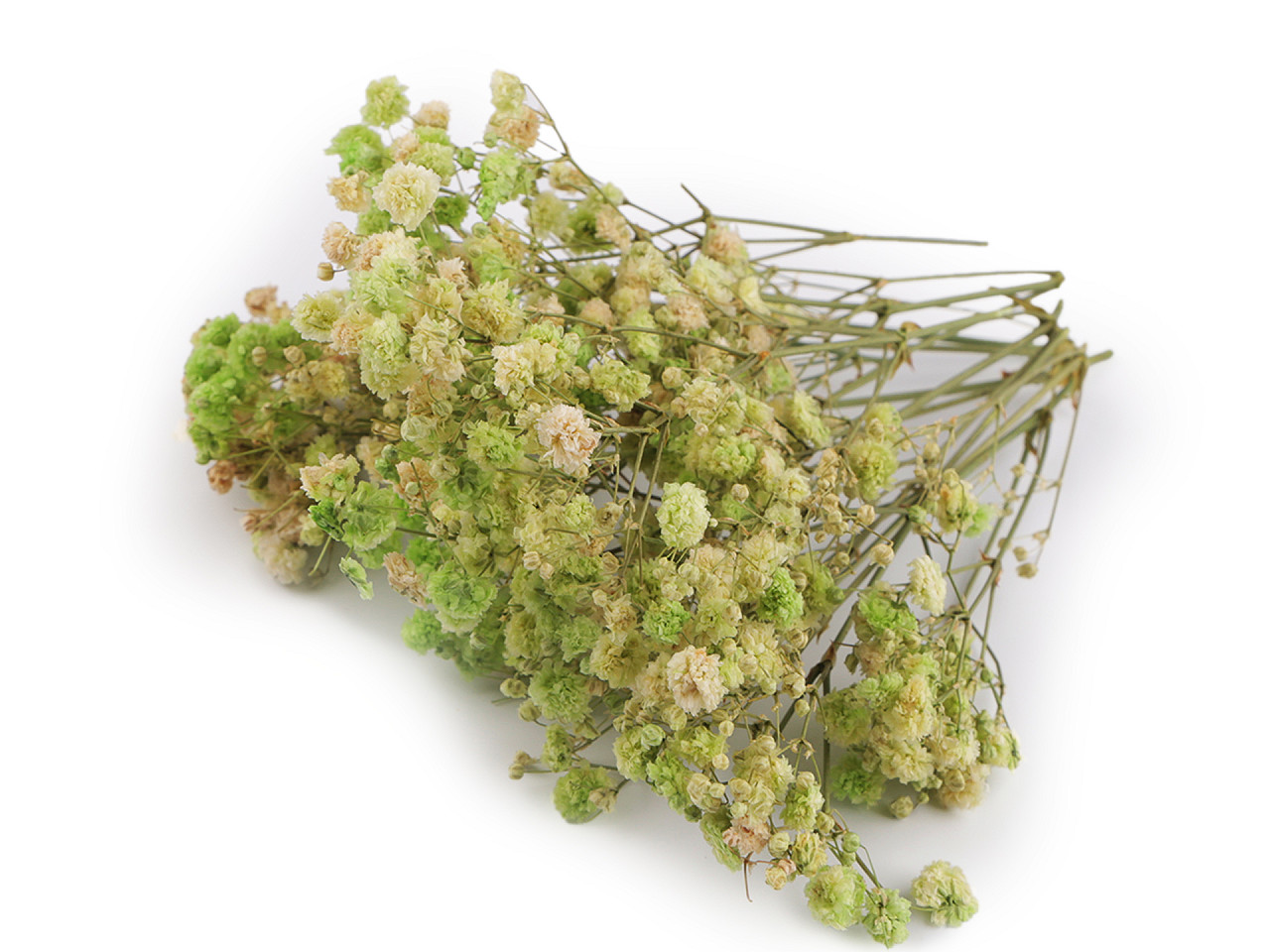 Dried / preserved baby's breath for floral arrangements - Ivory (1 Box)